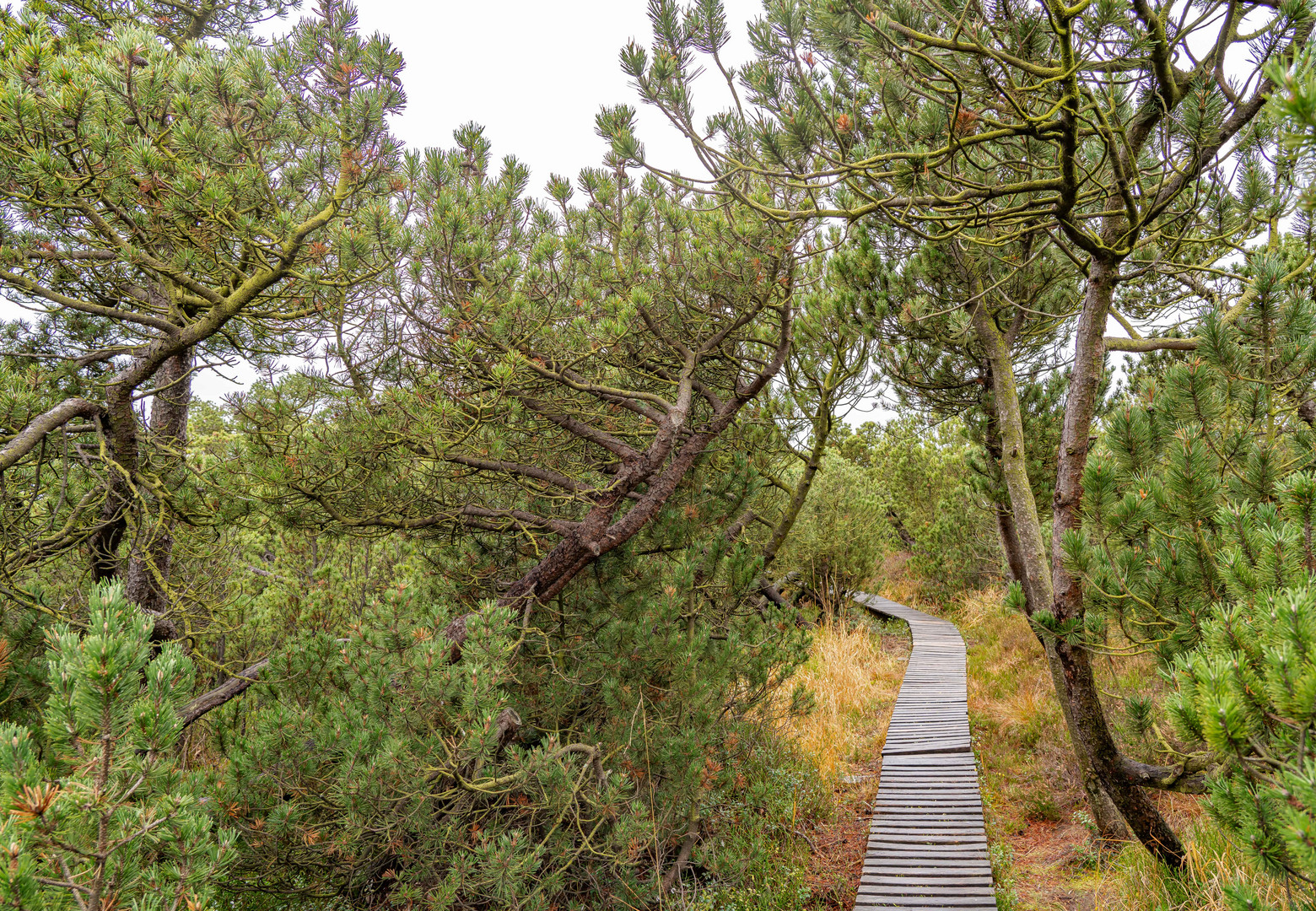 das Georgenfelder Hochmoor in Zinnwald -Georgenfeld