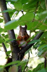 Das Geräusch kommt immer aus dem Nußbaum.