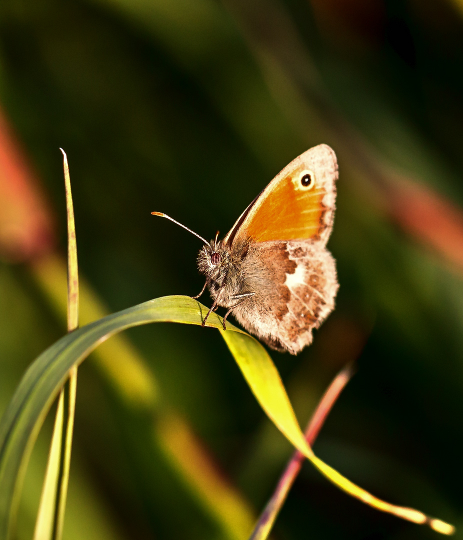 Das geschwungene Blatt