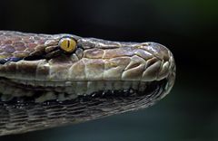 Das Gesicht der Schlange