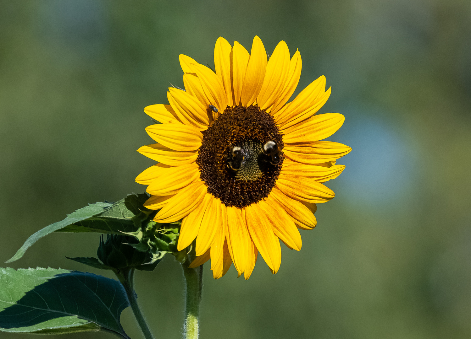 Das Gesicht der Sonnenblume