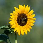 Das Gesicht der Sonnenblume