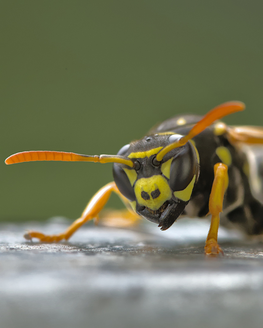 Das Gesicht der Wespe