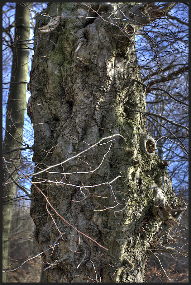 ... Das Gesicht des Baumes ...