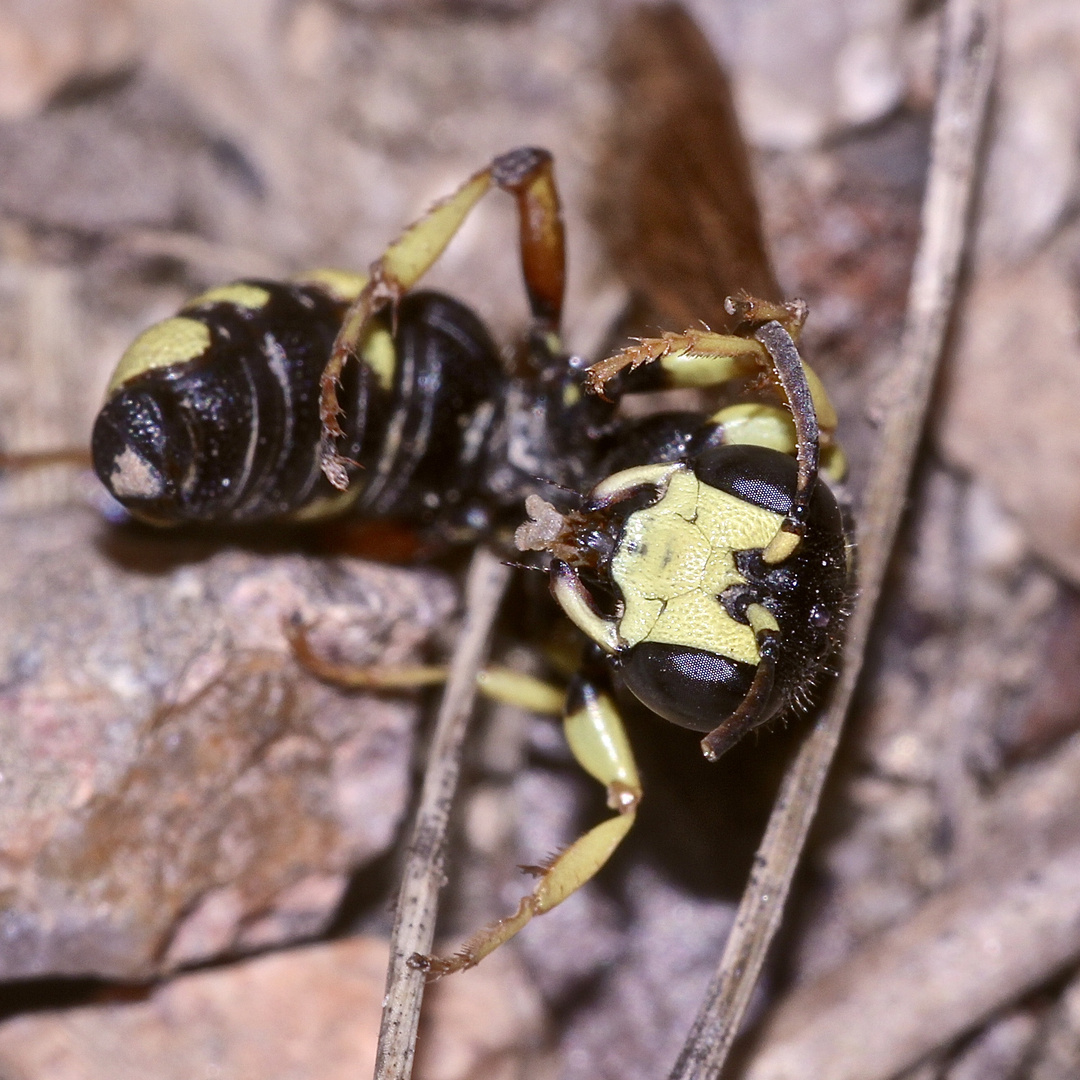Das Gesicht des sterbenden Weibchens der Bienenjagenden Knotenwespe ...