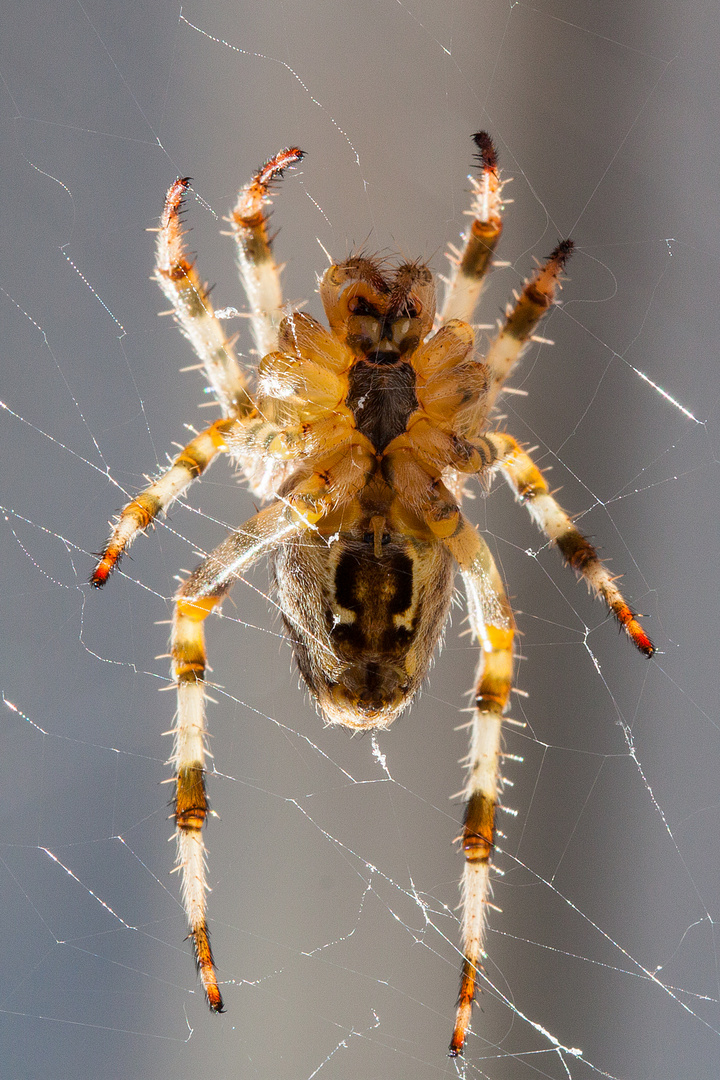 Das Gesicht einer Spinne? ;-)