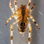 Das Gesicht einer Spinne? ;-)