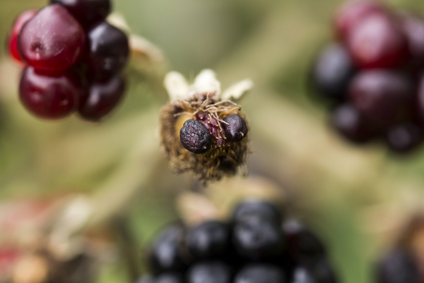 Das Gesicht einer vertrockneten Brombeere