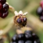 Das Gesicht einer vertrockneten Brombeere