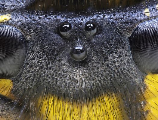 Das "Gesicht" einer Wespe 