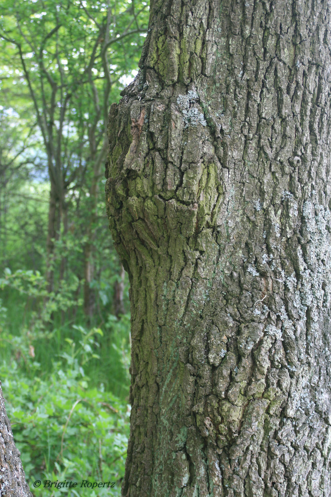 Das Gesicht im Baum