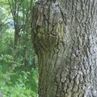 Das Gesicht im Baum