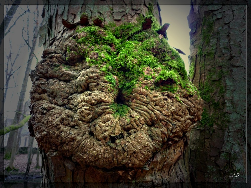 Das Gesicht im Baum