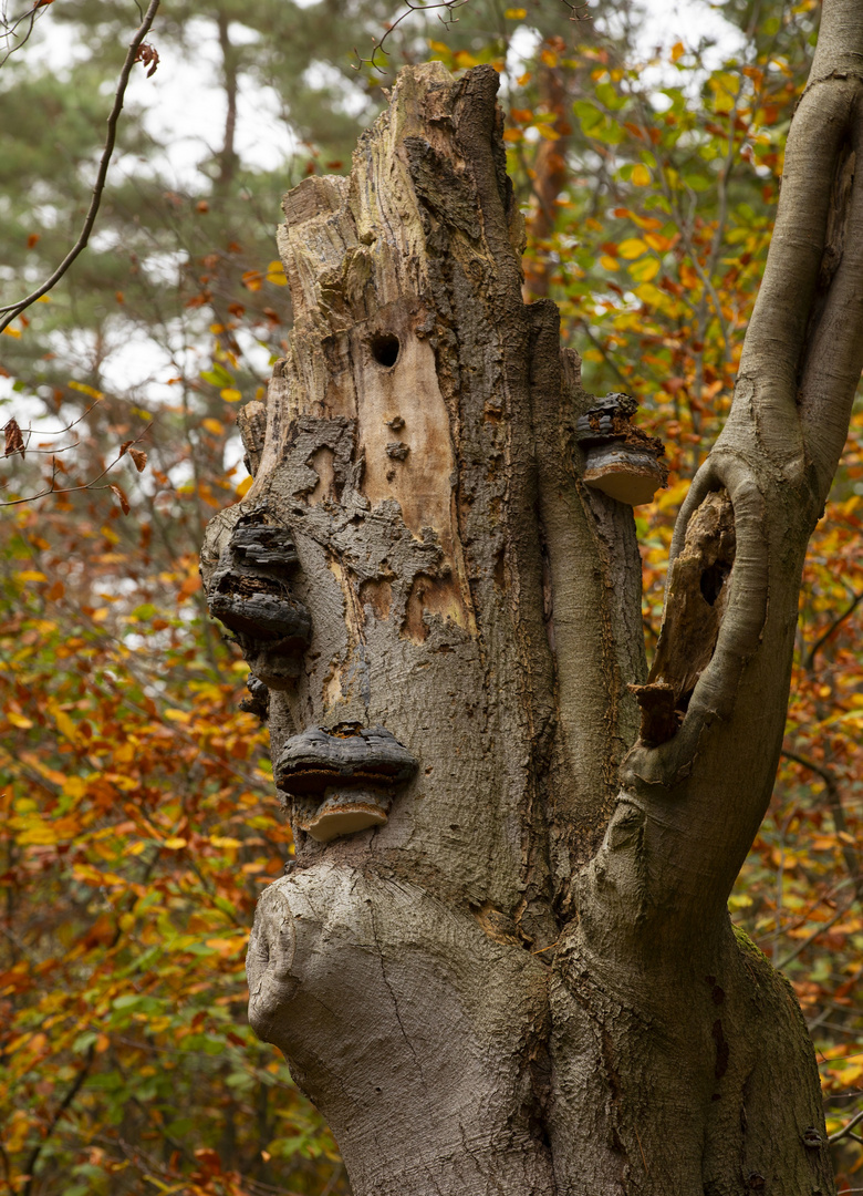 Das Gesicht im Wald