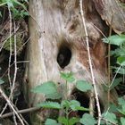 Das Gesicht in der Baumhöhle