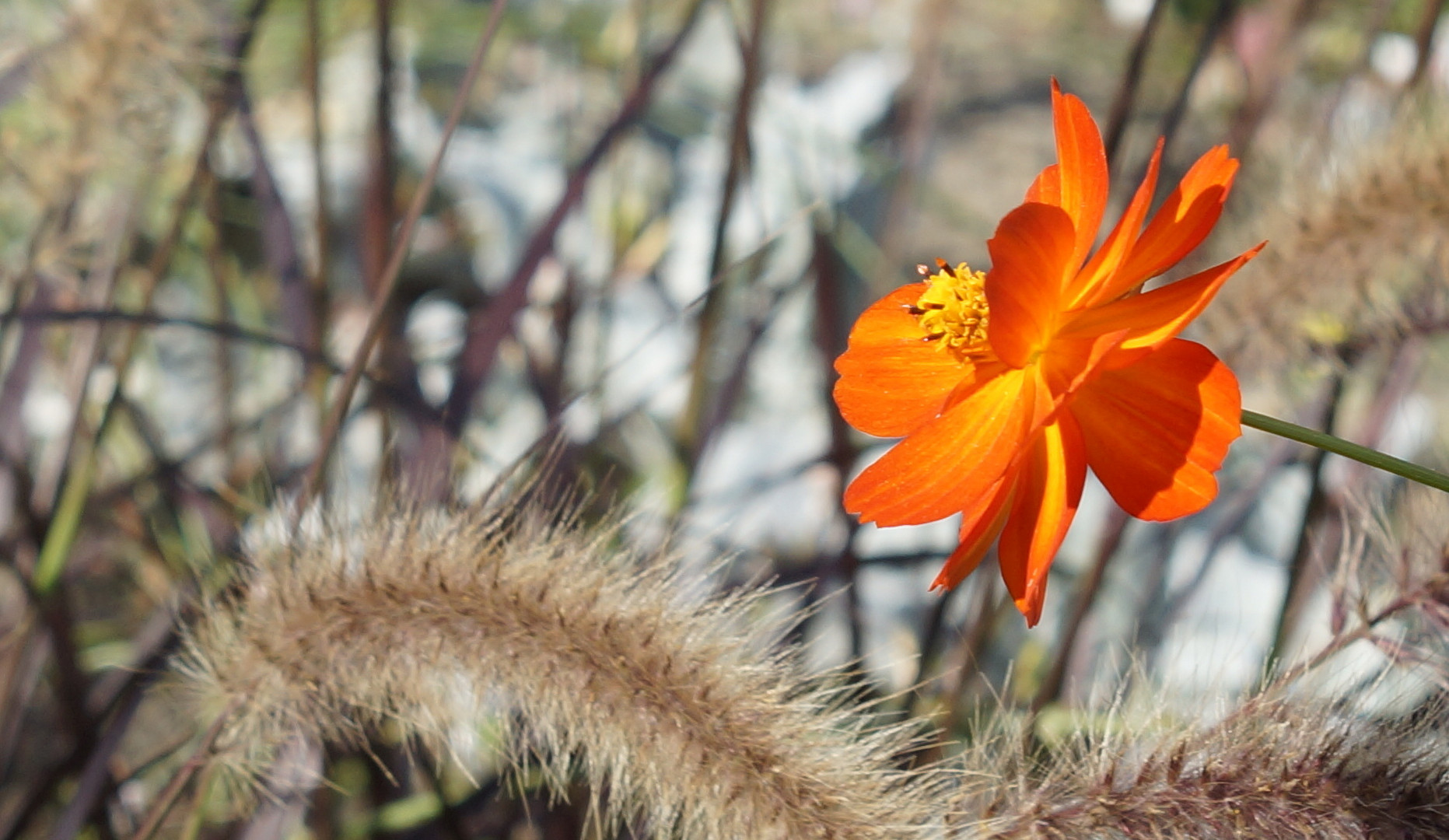 Das Gesicht in der Blüte