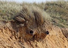 Das Gesicht in der Düne!