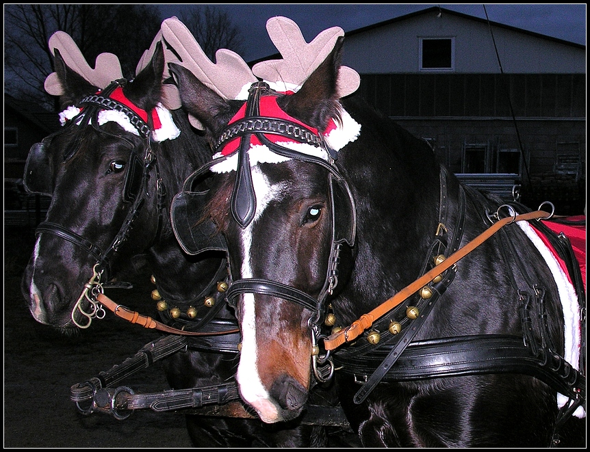 Das Gespann vom Weihnachtsmann !