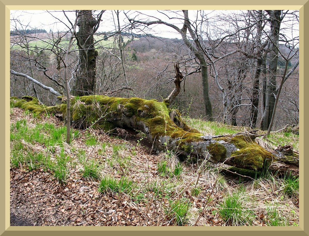 Das "getarnte Ungeheuer" der Rhön