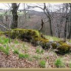 Das "getarnte Ungeheuer" der Rhön