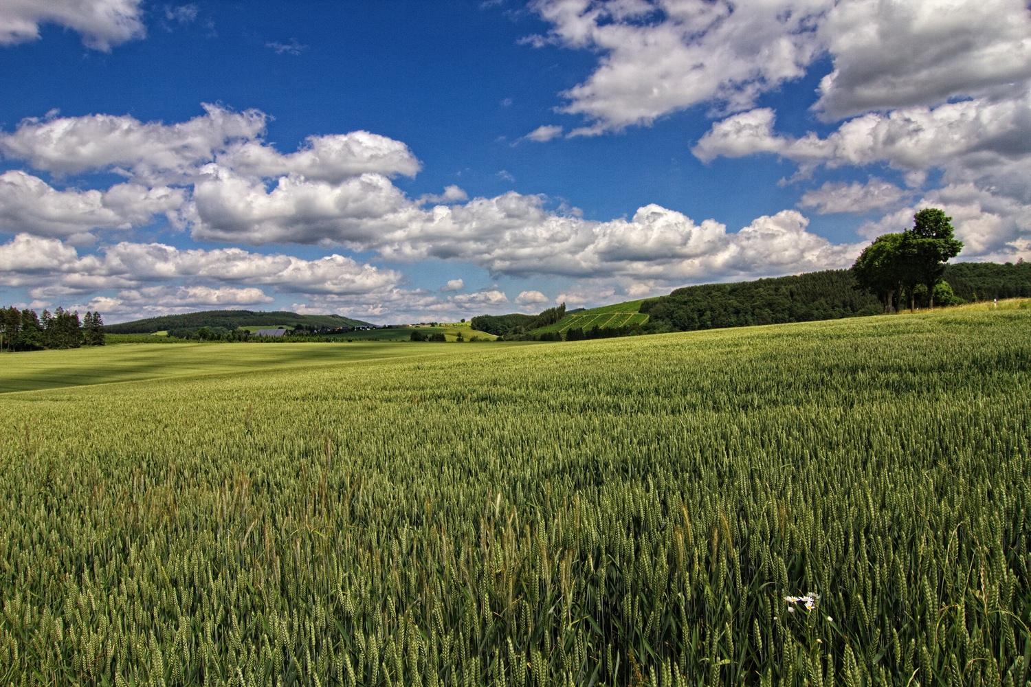 Das Getreidefeld