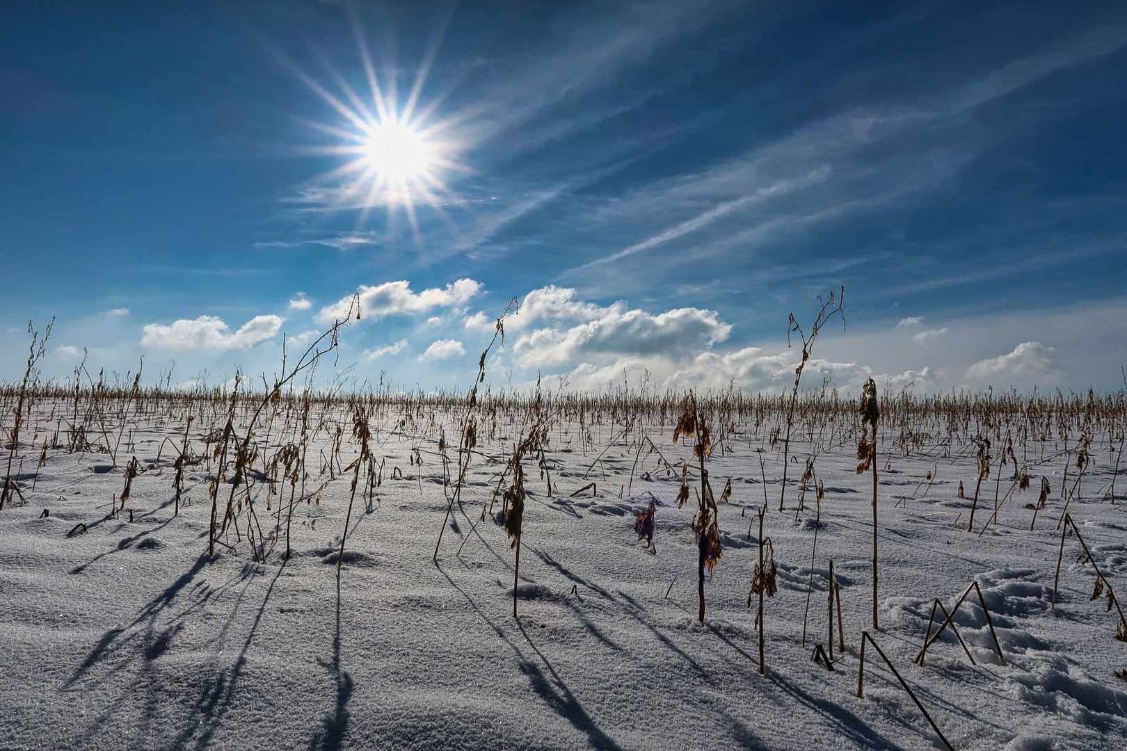 Das Getreidefeld im Winter