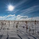 Das Getreidefeld im Winter