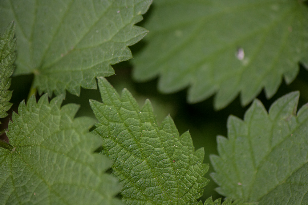 Das Getriebe der Natur