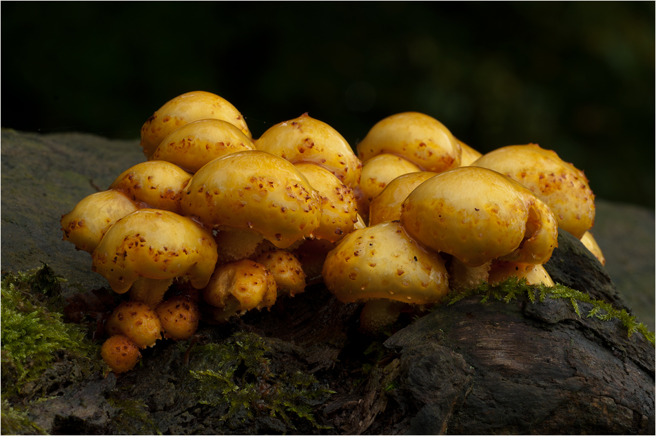 Das Getuschel der Golden Nuggets