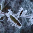 Das Gewächs an der Bushaltestelle