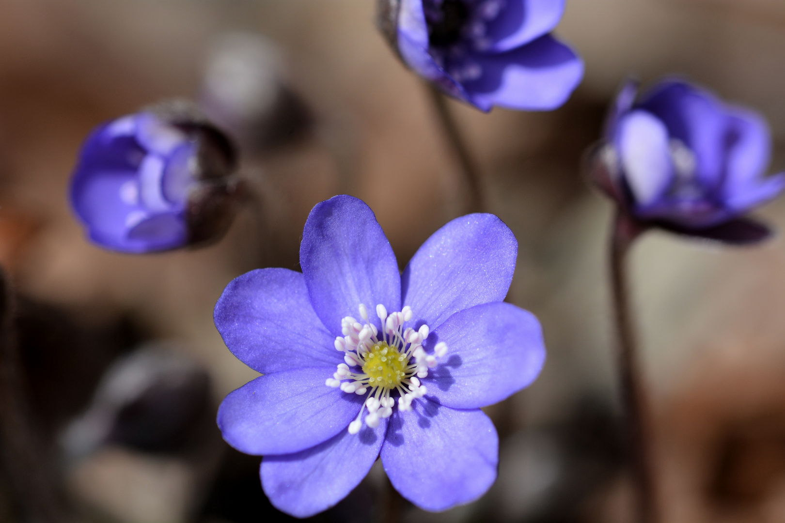 Das gewöhnliche Leberblümchen