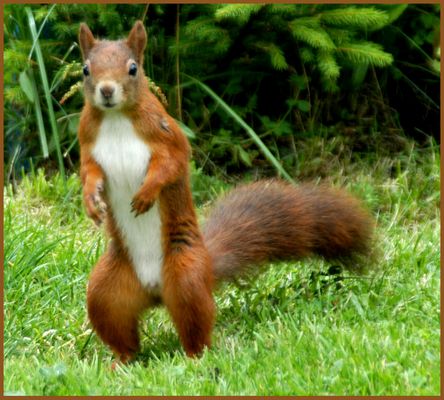 Das geyrische Eichhörnchen