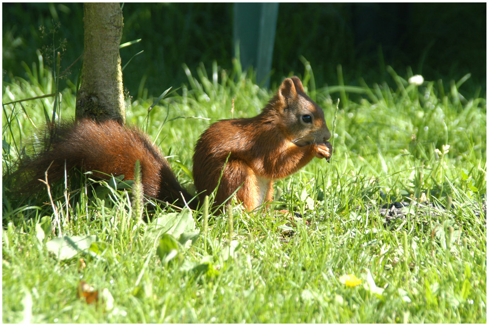 Das geyrische Eichhörnchen Part II... ^^