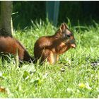 Das geyrische Eichhörnchen Part II... ^^