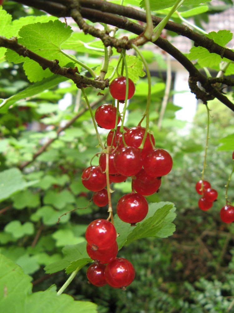 das gibt gute marmelade :-)