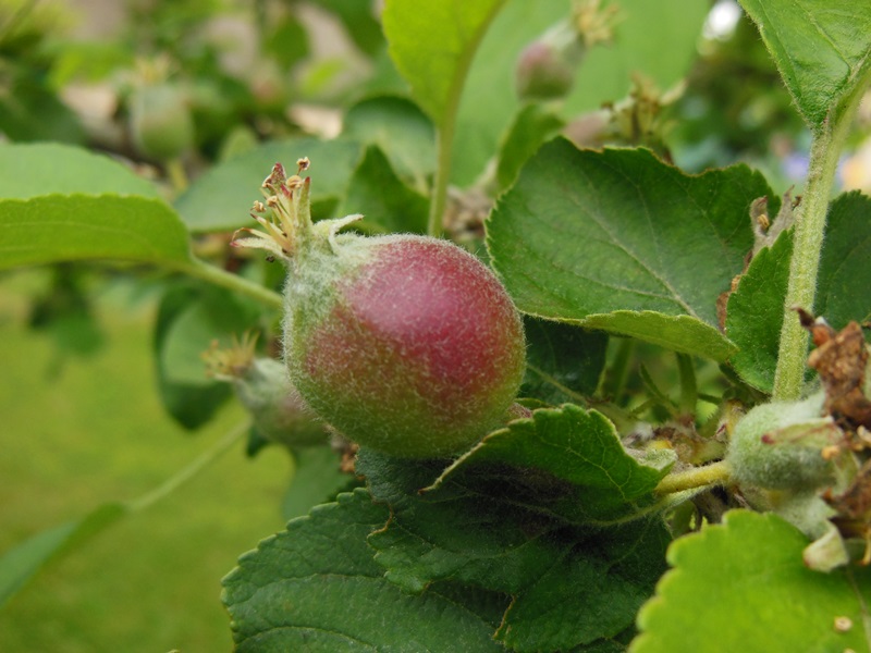 das gibt mal nen Apfel ;)