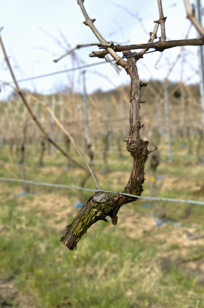 Das gibt sicher einen leichten Wein.