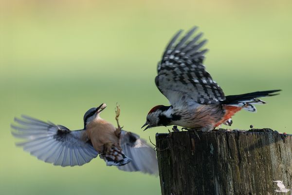 Das gibt`s doch nicht....