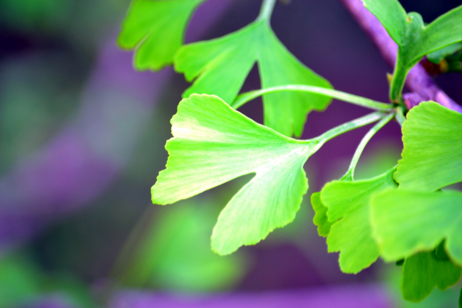 Das Gingkoblatt