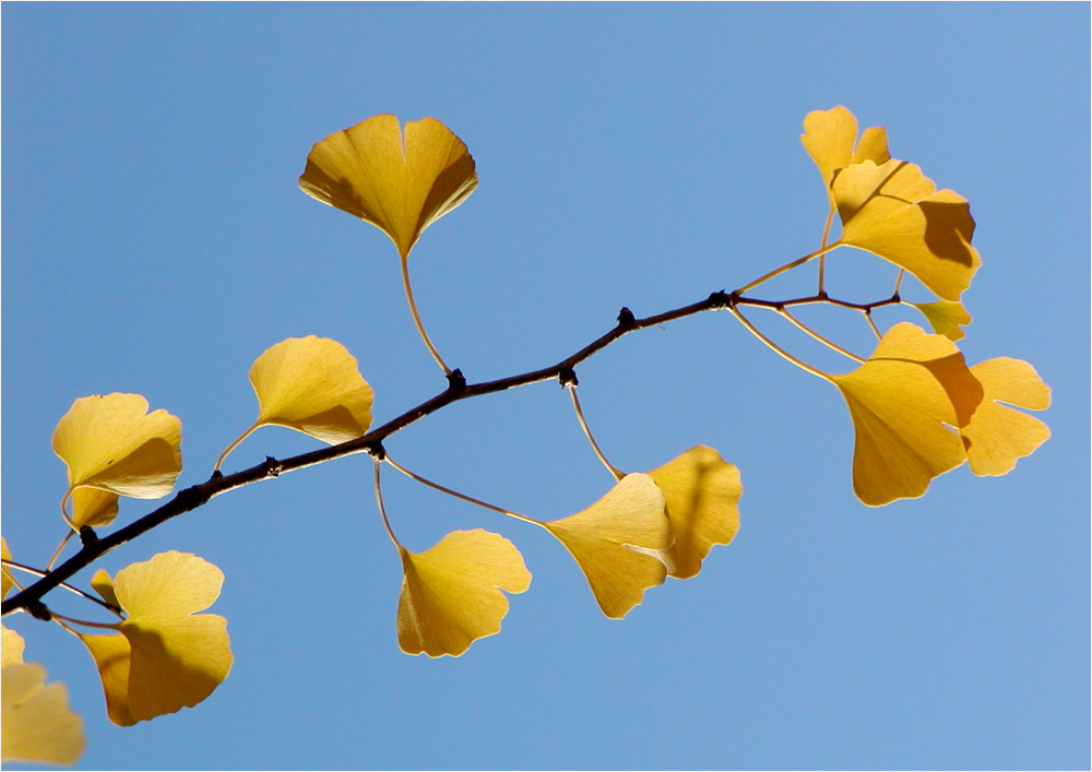 das Gingkoblatt