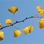 das Gingkoblatt