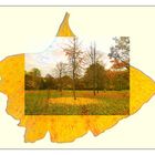 Das Ginkgo-Blatt und der Baum