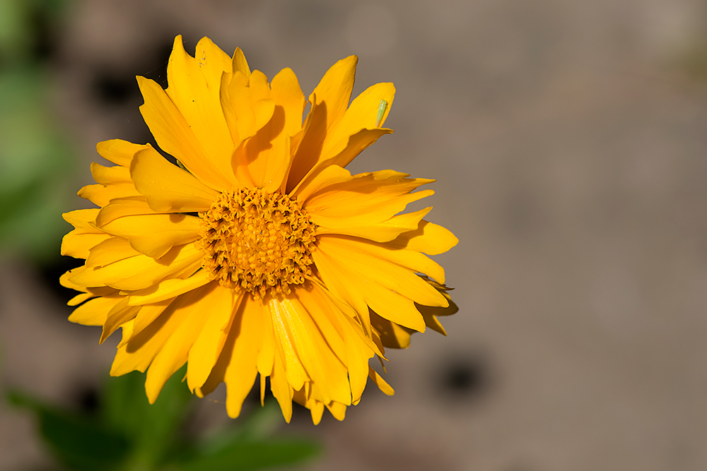 Das gleiche Blümchen von vorne