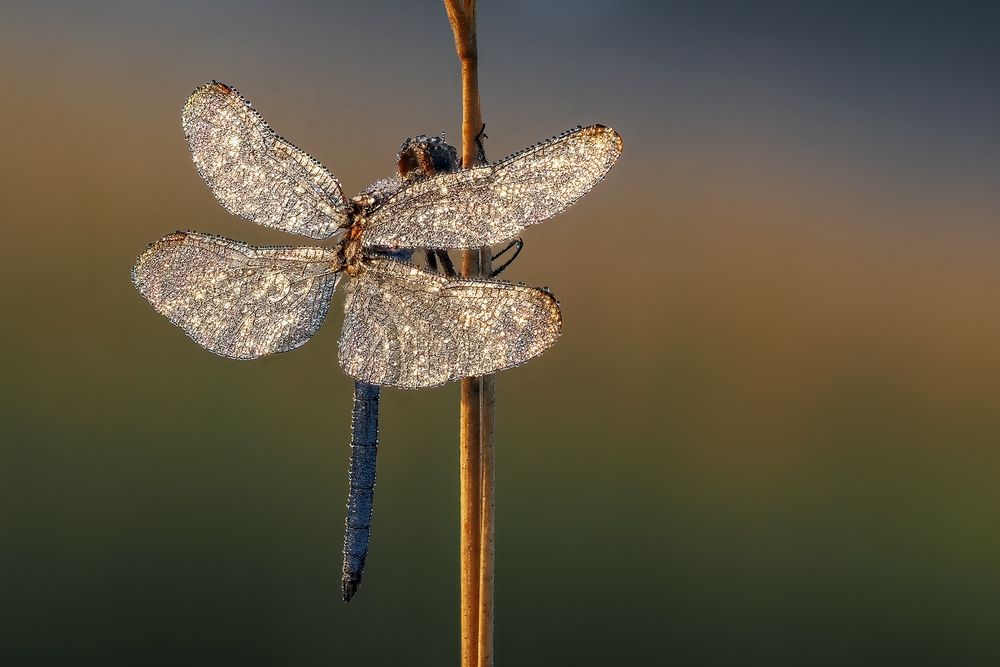 Das Glitzern