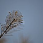 das Glitzern eines trüben Wintertages...