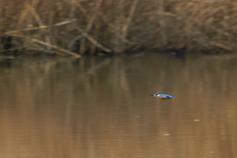 Das Glitzern seines Gefieders