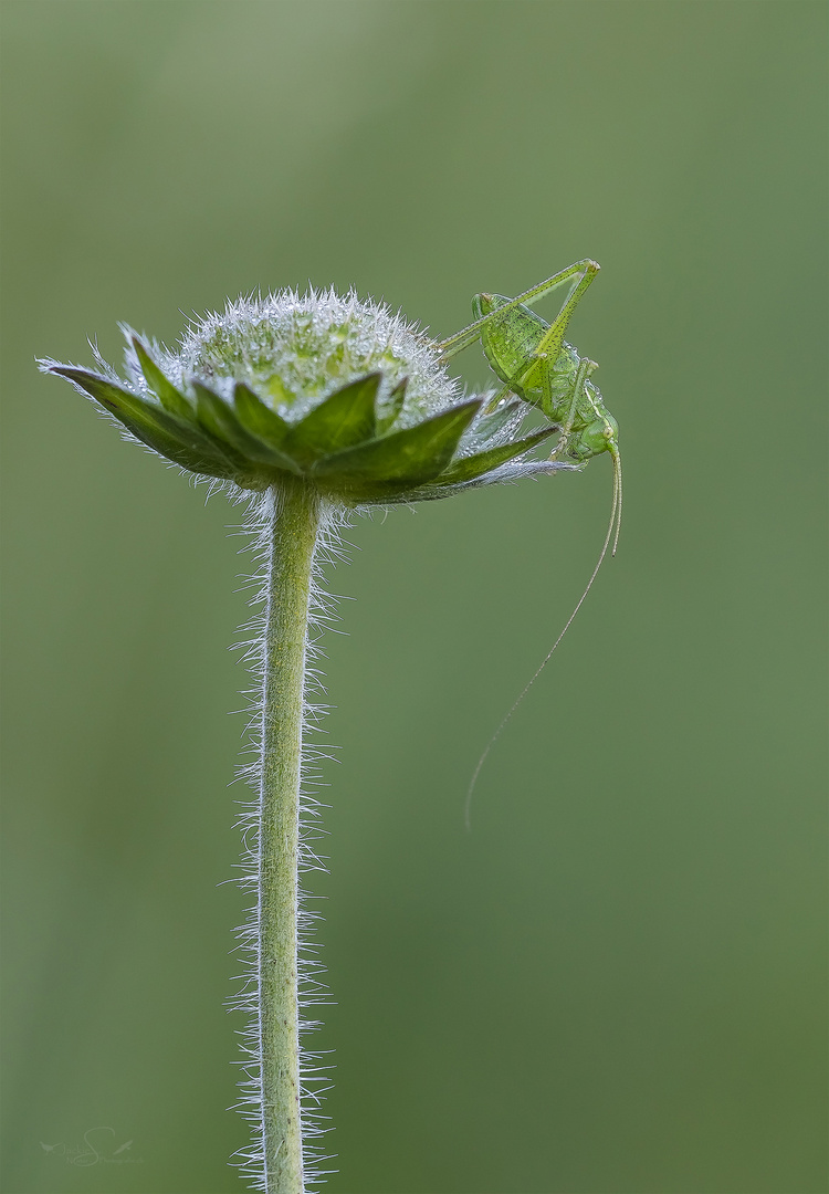 Das GLÜCk