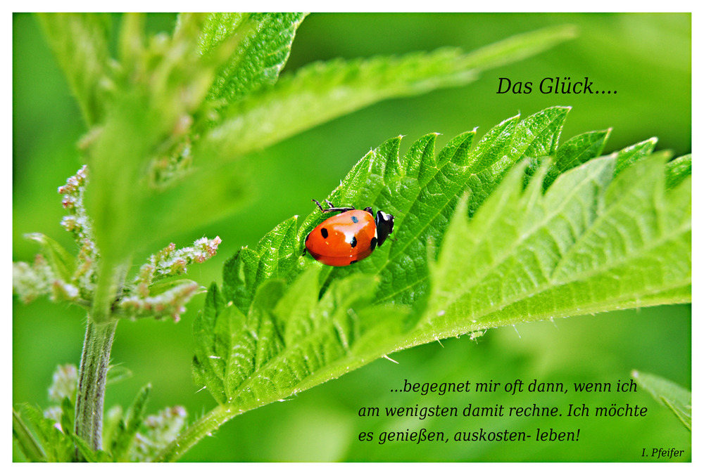 Das Glück