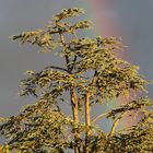 Das Glück befindet sich am Ende des Regenbogens