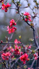 Das Glück der Blüte